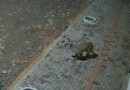 Onça-parda é flagrada nos fundos de pizzaria