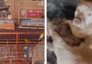 Polícia Civil resgata 70 animais em situação de maus-tratos