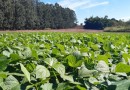 IDR-Paraná lança nesta terça-feira nova cultivar de feijão em Pato Branco