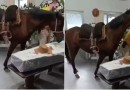 Égua que relinchou ao ver tutor em caixão foi levada ao velório a pedido da filha dele em SC: 'Muito emocionante'