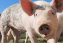 Exportação de suínos em Santa Catarina cresce quase 30% em julho