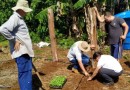 Produtores do PRODER iniciam cultivo de pepino para conserva