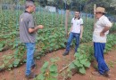 Começa a colheita da safra de pepino indústria
