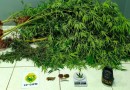 Polícia descobre plantação de cannabis e prende homem