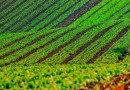 Paraná se consolida como maior produtor de orgânicos do país; veja onde encontrar feira mais próxima