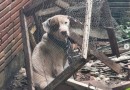 Cães são resgatados em situação de maus-tratos