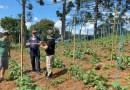 Começa a colheita de mais uma safra de pepino indústria