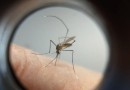 Paraná manda ofício ao Ministério da Saúde solicitando mais vacinas contra a dengue