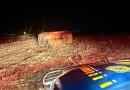 PRF apreende 96 kg de maconha após perseguição e capotamento de carro
