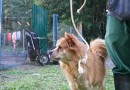 Cerca de 23 cães aguardam adoção no Centro de Zoonoses e Bem-Estar Animal