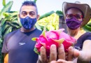 Produtores investem na produção pitaya e fruto vira principal fonte de renda