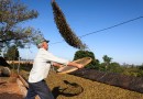Café e soja garantem as maiores margens do ano para produtores paranaenses, aponta Deral
