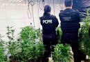 Polícia Civil encontra laboratório de cultivo e processamento de maconha em Mandaguari