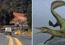 Obra de asfalto é paralisada em rodovia do Paraná devido a fósseis de animais mais antigos que dinossauros