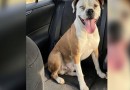 Golpista usa IA para simular cachorra perdida e engana família no Paraná