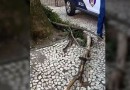 Jovem de 22 anos sofre ferimentos graves após ser atingida por galho de árvore em praça de Curitiba