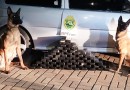 BPFRON apreende 54kg de maconha e prende jovem de 23 anos em Barracão