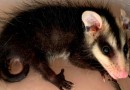 Animais silvestres em casa? Saiba o que fazer ao se deparar com uma serpente ou gambá