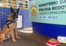Cão farejador Bili se aposenta da PRF e é adotado por família