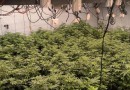PMPR encontra 430 pés de maconha em quatro estufas em Maringá