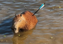Capivara é resgatada com flecha cravada no corpo em represa