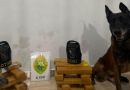 PMPR apreende mais de 730 quilos de drogas e 92 celulares em ações com cães policiais