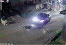 Homem é indiciado por atropelar propositalmente e causar morte de cachorro