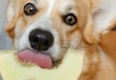 Frutas e cereais podem fazer parte da alimentação dos cães?