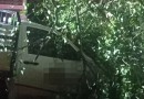 Árvore cai sobre caminhonete durante temporal