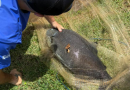 Peixe gigante é resgatado após ser encontrado com linha presa ao corpo em lago