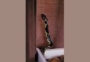 Susto: família encontra cobra dentro de berço de bebê