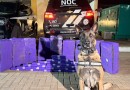 Cães de faro da PCPR interceptam mais de 227 quilos de maconha em duas ações