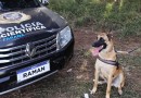 Cão farejador ajuda perícias e acerta 100% das buscas por sangue no Paraná