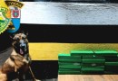 Polícia Militar apreende quase 20 kg de maconha em abordagem a ônibus interestadual