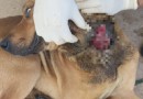 Após várias tentativas, policiais resgatam cachorro vítima de  maus tratos