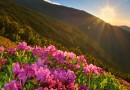 Primavera começa amanhã com El Niño forte; veja o que esperar