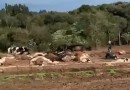 Quase 30 vacas morrem eletrocutadas após rompimento de cabo de alta tensão