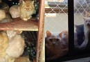 MP busca na Justiça retirada urgente de cerca de 400 gatos de apartamento no Oeste de SC