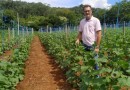 Dia de Campo trata da produção de pepinos para conserva