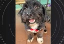 Funcionário terceirizado da Sanepar agride e mata cachorro em Foz do Iguaçu; caso é investigado