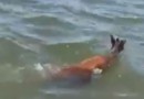 Caçador persegue veado em área de proteção e publica vídeo, no Paraná