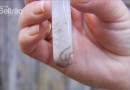 Boletim da dengue confirma 7.238 novos casos e dois óbitos por dengue no Paraná