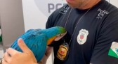 PCPR prende homem acusado por tráfico de animais silvestres e resgata arara