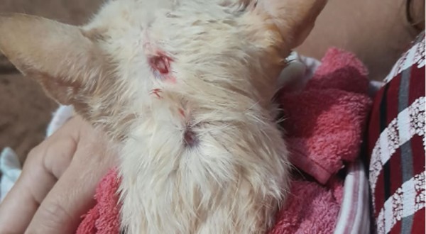 Gato é atingido por disparo de arma de pressão e caso gera indignação