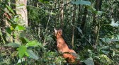 Após ser resgatado por PMs, lobo-guará volta à natureza com atuação de técnicos do IAT