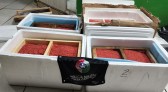 Polícia Militar apreende 32,5 kg de ova de salmão