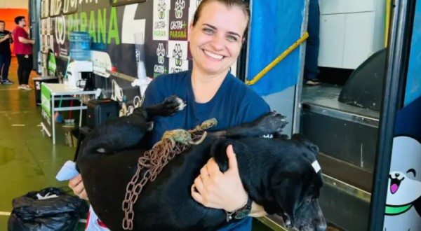 Mutirão do programa Castra + Paraná realiza cerca de 220 castrações em Santa Izabel do Oeste
