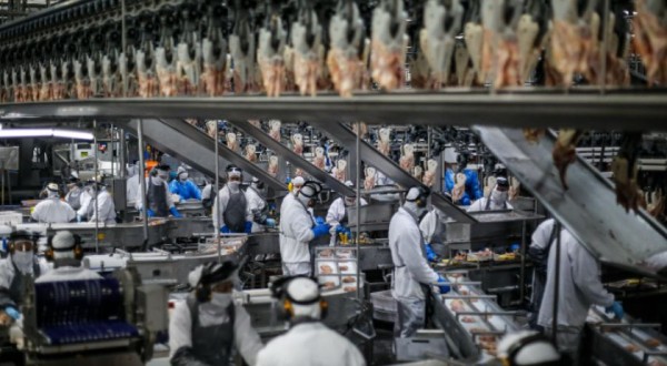 Com números recordes, Paraná lidera aumento da produção de frangos, suínos e ovos em 2023