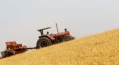 Boletim destaca início do plantio da 2ª safra de milho e aumento de 370% nas exportações do produto