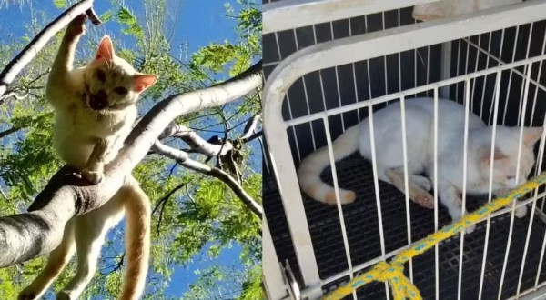 Guarda é acionada para resgate de gato em árvore, encontra animal com ferimentos graves e tutora acaba presa por maus-tratos, no PR